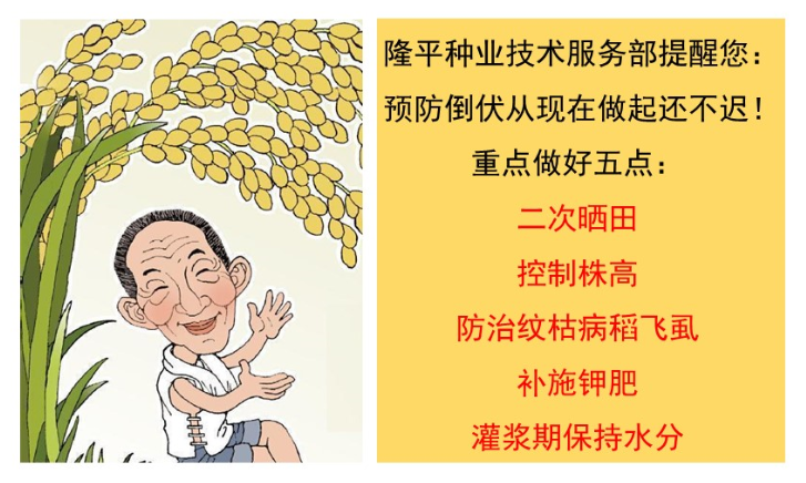 老王家的直播稻為什么不倒？